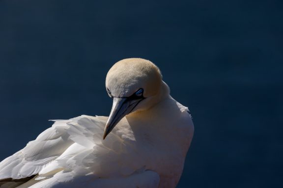 Helgoland Helgoland