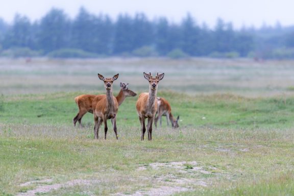 Rehe