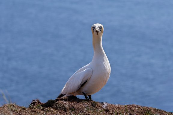 Helgoland Helgoland