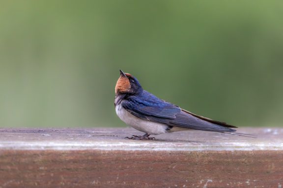 Rauchschwalbe Rauchschwalbe