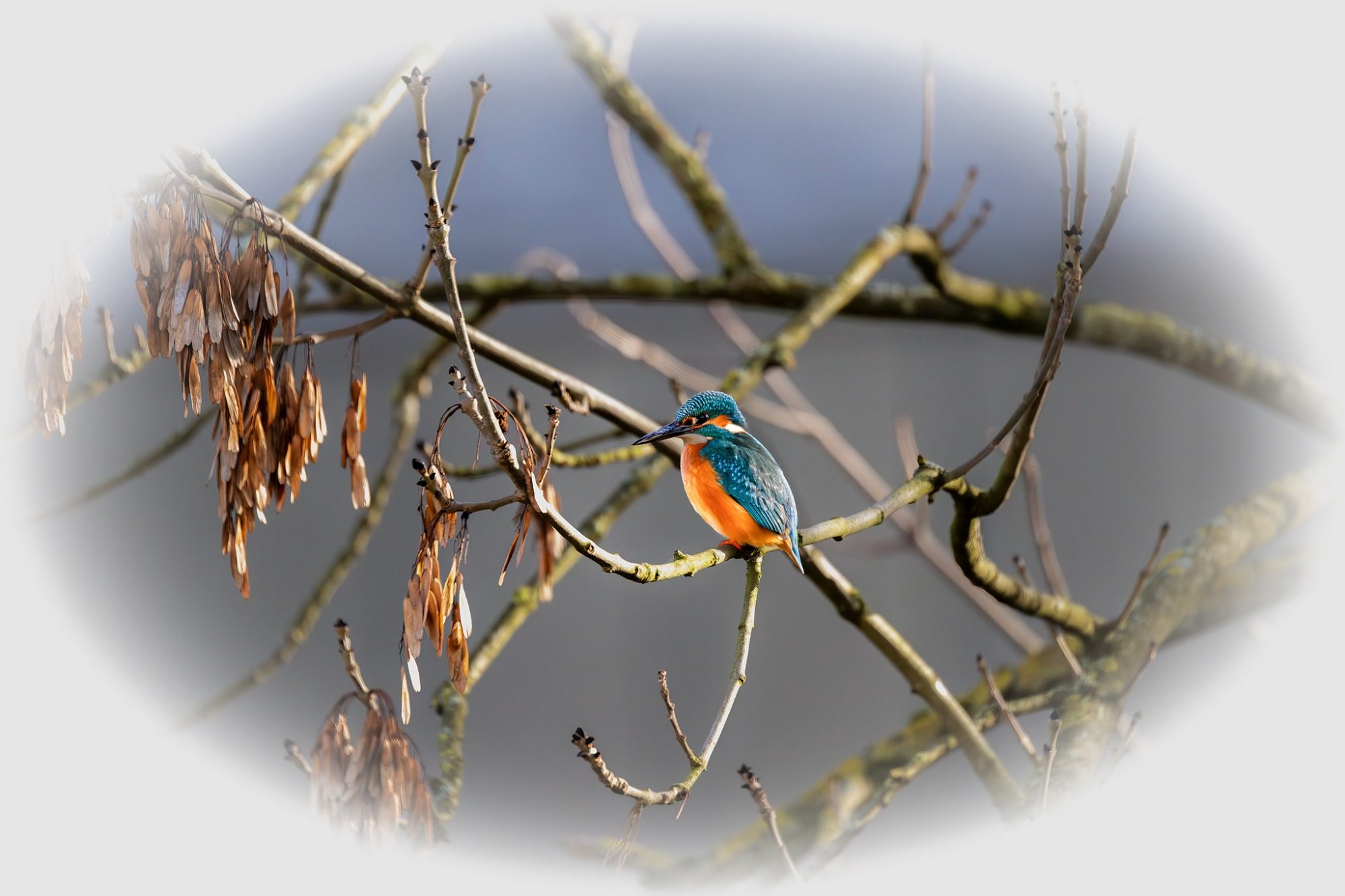 Eisvogel