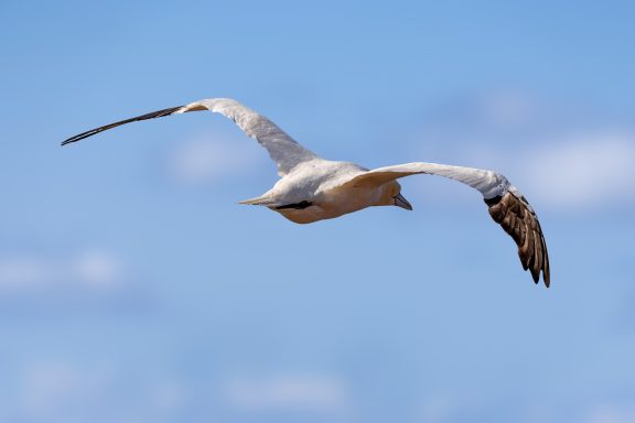 Helgoland Helgoland