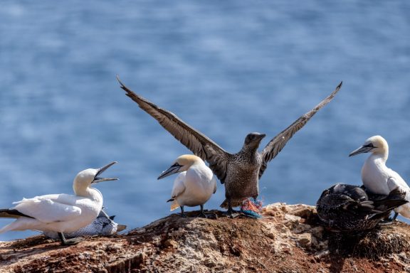 Helgoland Helgoland