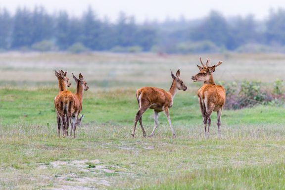 Rehe
