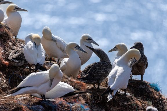 Helgoland Helgoland
