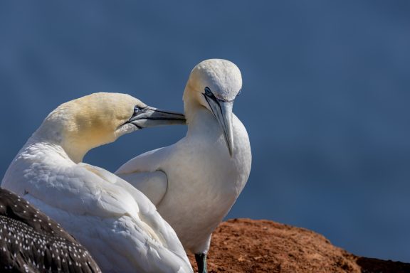 Helgoland Helgoland