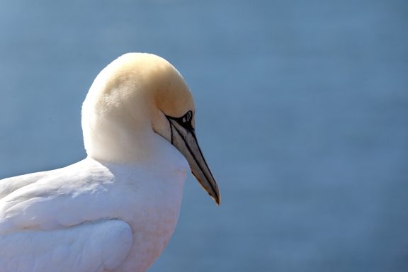 Helgoland Helgoland