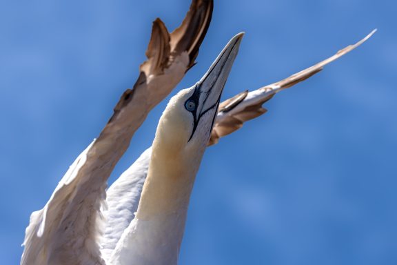 Helgoland Helgoland