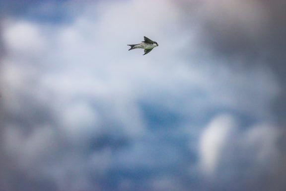 Rauchschwalbe im Flug Rauchschwalbe im Flug