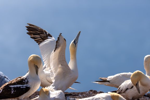 Helgoland Helgoland