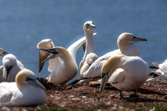Helgoland Helgoland
