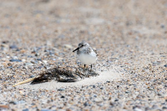 Sanderling