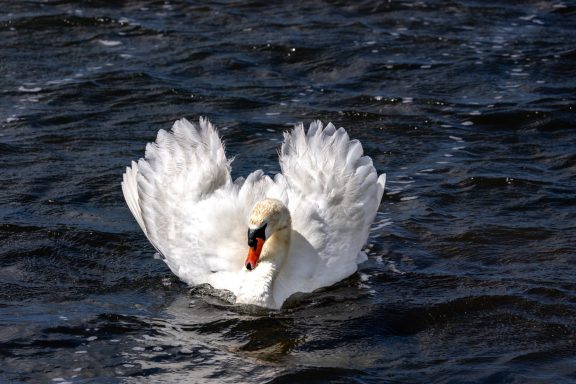 Schwan