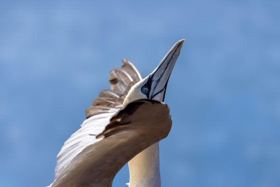 Helgoland Helgoland