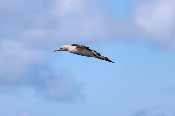 Helgoland Helgoland