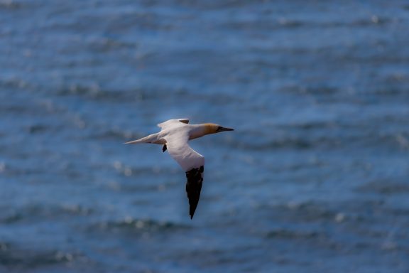 Helgoland Helgoland