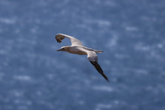 Helgoland Helgoland