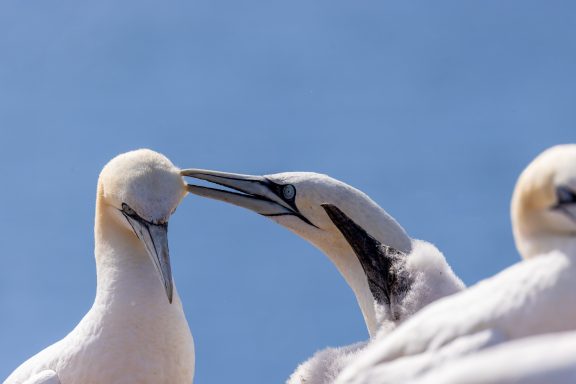 Helgoland Helgoland
